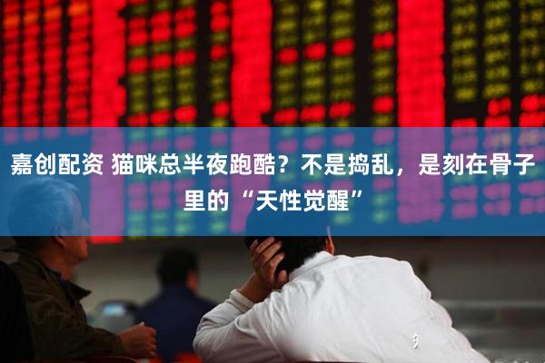 嘉创配资 猫咪总半夜跑酷？不是捣乱，是刻在骨子里的 “天性觉醒”