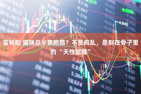 富裕配 猫咪总半夜跑酷？不是捣乱，是刻在骨子里的 “天性觉醒”