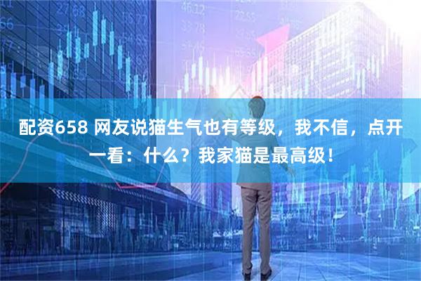 配资658 网友说猫生气也有等级，我不信，点开一看：什么？我家猫是最高级！